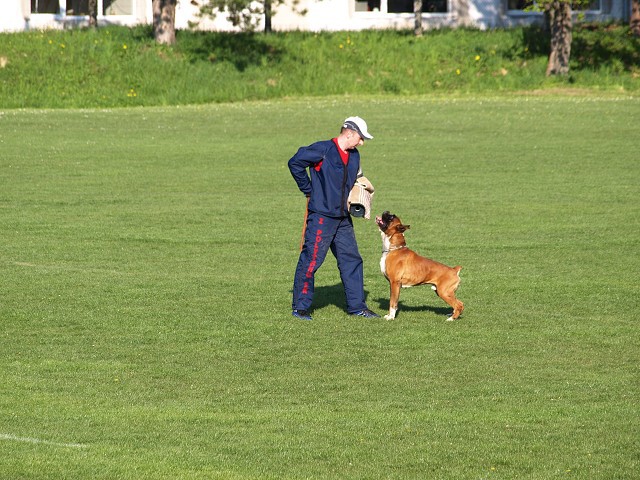 www.atibox.net * www.euroboxer.eu * www.boxergenealogia.eu